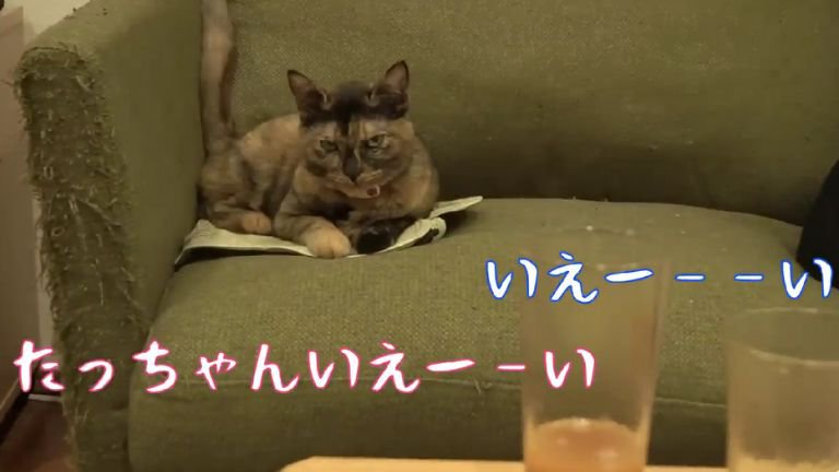 ソファーに座る猫