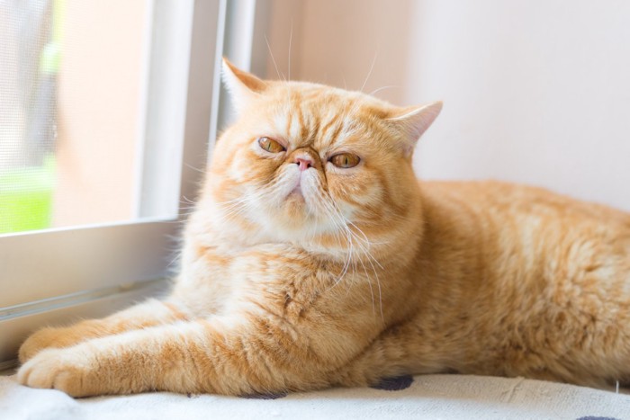 エキゾチックショートヘア