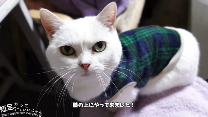 見上げる猫