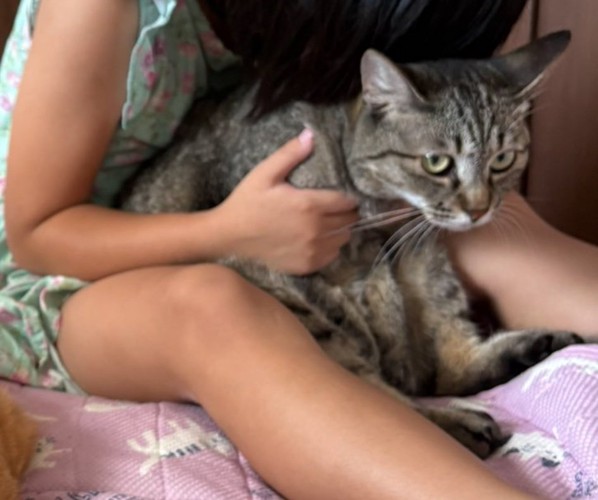 諦めた表情の猫