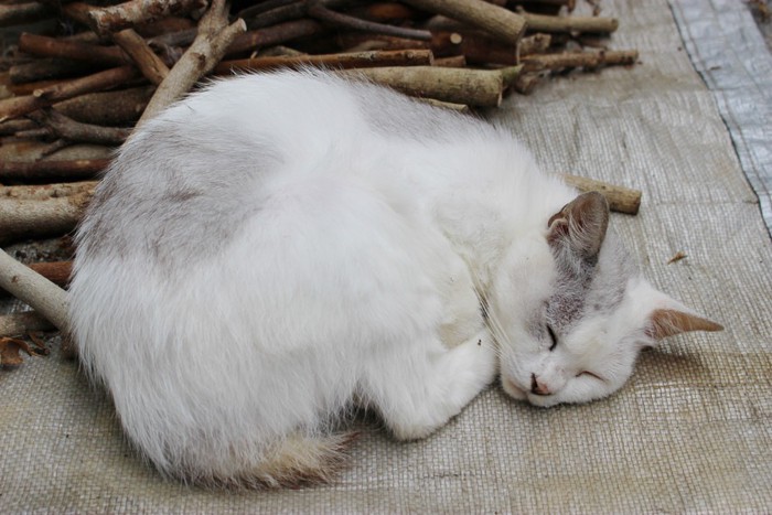 丸くなって眠る猫