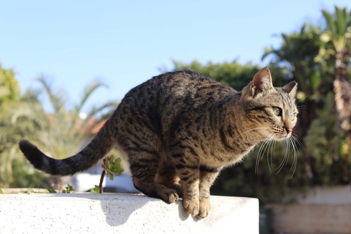 飛ぼうとしている猫