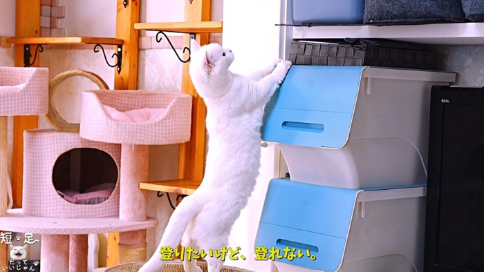 立って上を見る猫