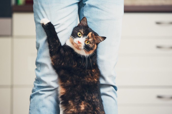 飼い主にくっつく猫