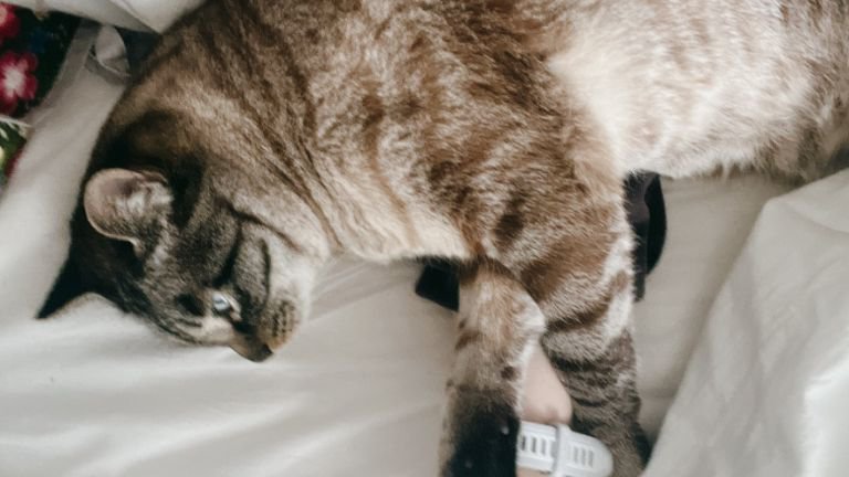 寝ている猫