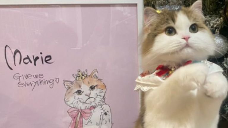 二足立ちの猫