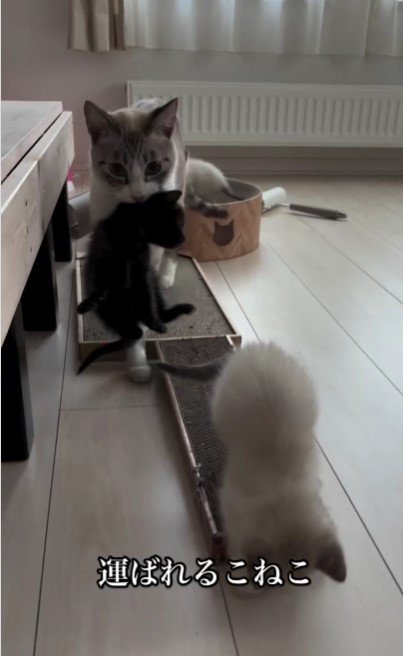 母猫に運ばれる子猫