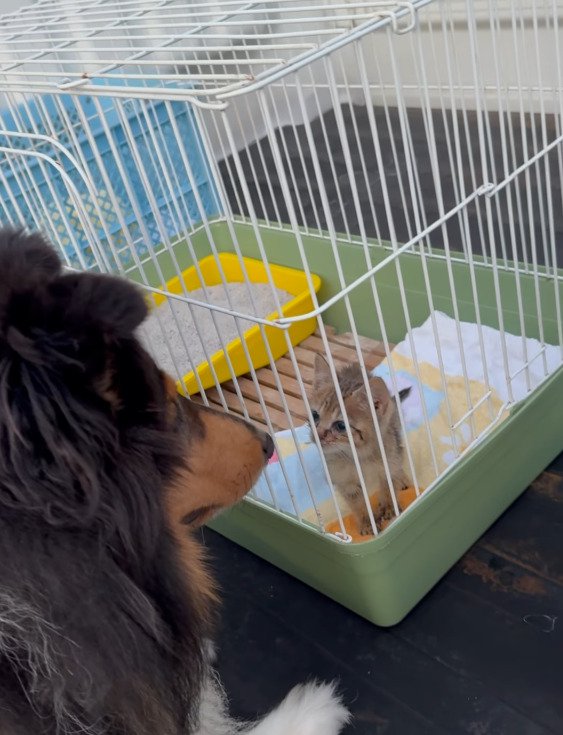 ケージ越しに犬と対面する子猫