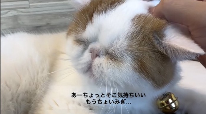 頭を撫でられて気持ちよさそうな猫