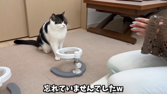 おすわりする猫