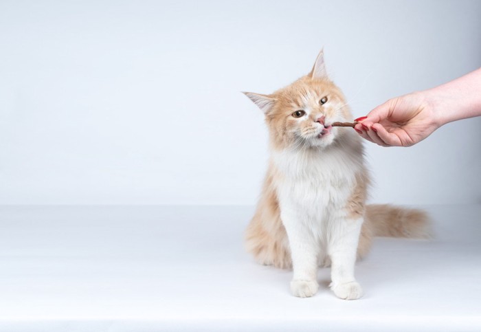 人の手からおやつを食べさせてもらう猫