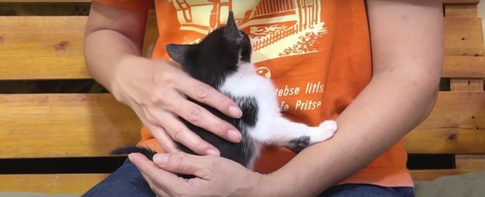 抱かれている子猫
