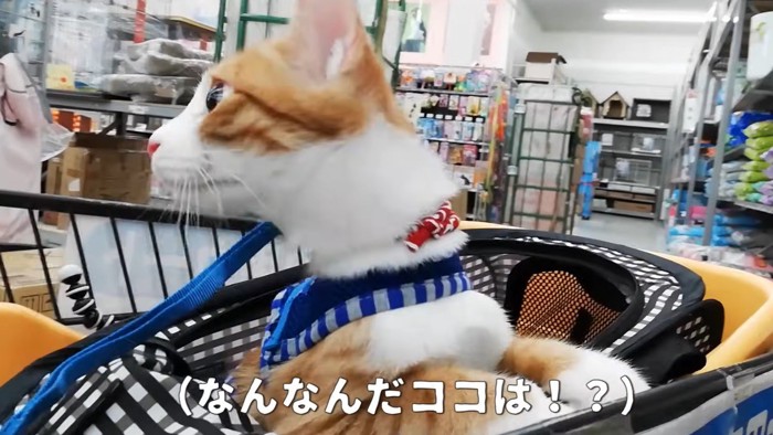 後ろを見る猫