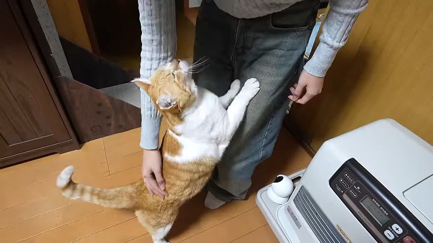 部屋 娘さんに撫でられる猫