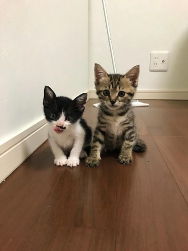 並んで座る子猫