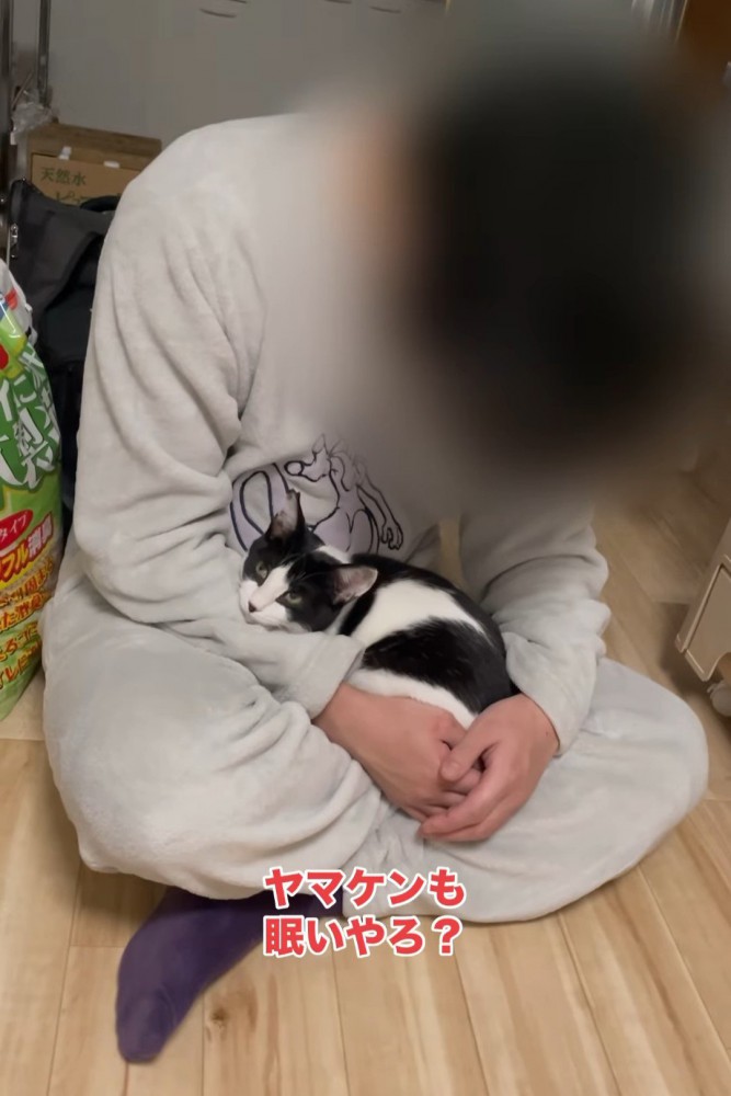 眠いか聞かれる猫