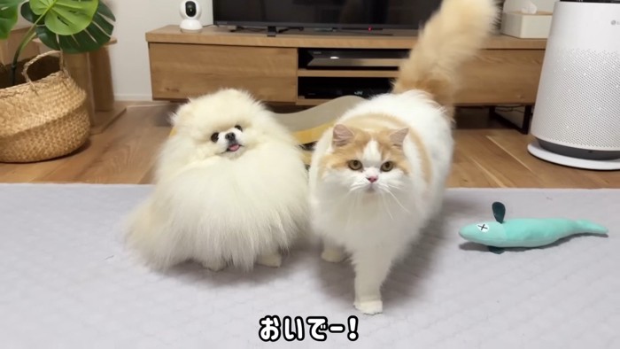 おいでー!