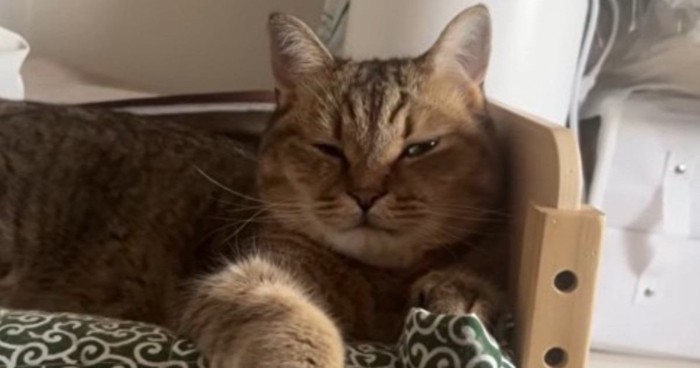 ベッドで寝ている猫
