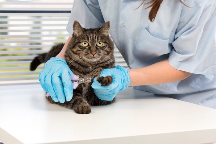 獣医師に爪を切られる猫
