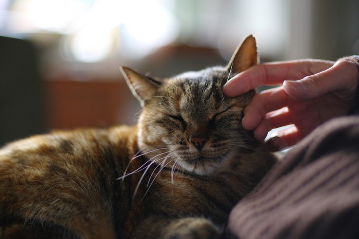 人の手に撫でられる猫