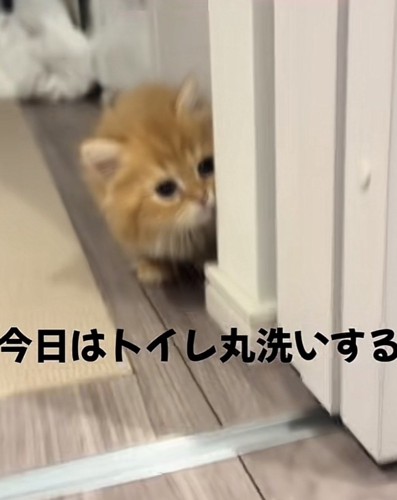 「今日はトイレ丸洗いする日」のテロップ写真