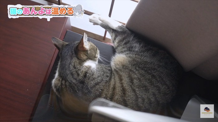 ひなたに足を向ける猫全景