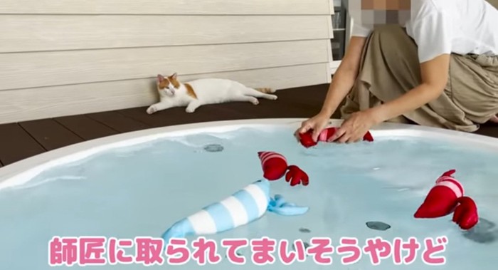 横たわる猫