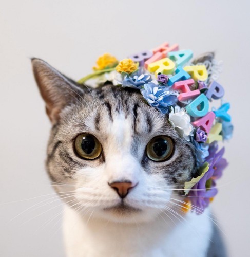 ハッピーバースデーをつけた猫