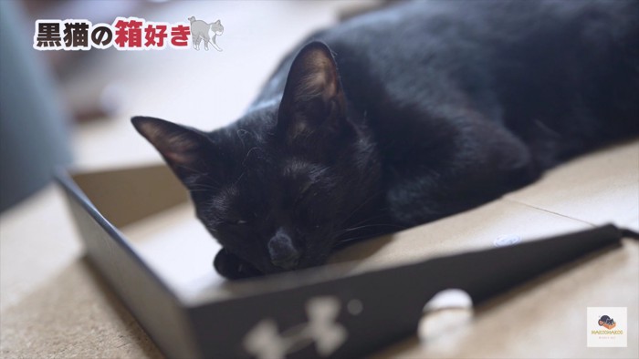 くつろぐ黒猫アップ