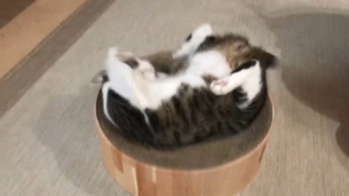 踊りを続ける猫