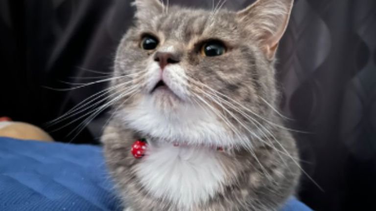 室内にいる猫