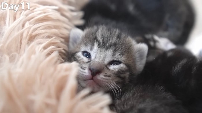 目が開いた子猫