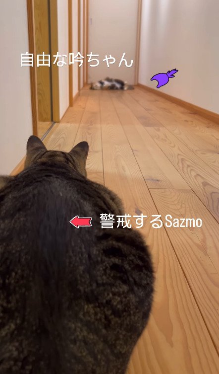 自由に遊んでいる猫を見つめる猫