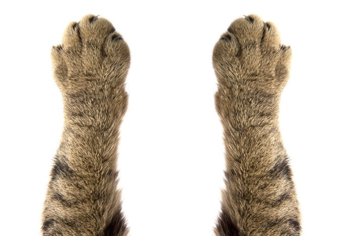 猫の足先