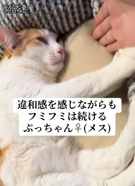 ベッドの中でふみふみしている猫と手のひらをさしだす飼い主