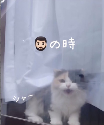 パパを威嚇する猫