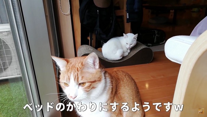 手前と奥に猫