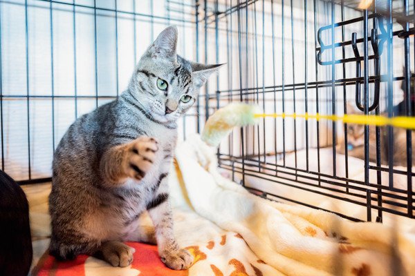 家庭内野良猫の慣らし方