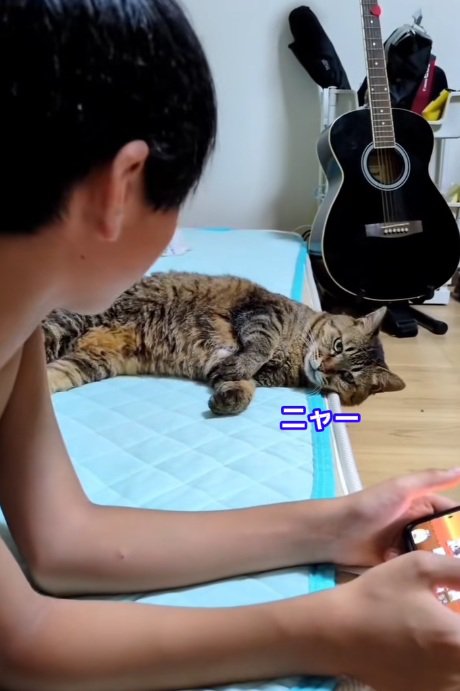 ゲームをしている男の子と寝転がっている猫