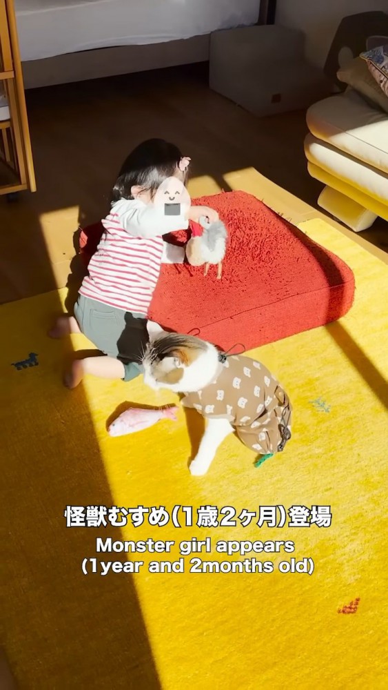 赤ちゃんにおもちゃを取られたキジ白猫