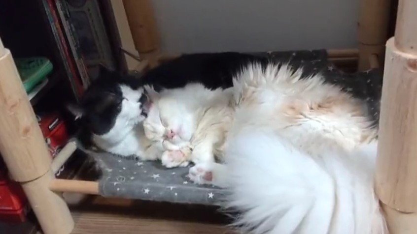 白い猫を毛づくろいする猫