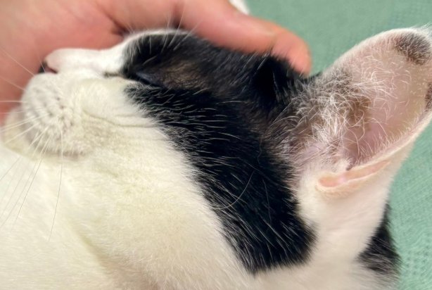 猫の顔のアップ