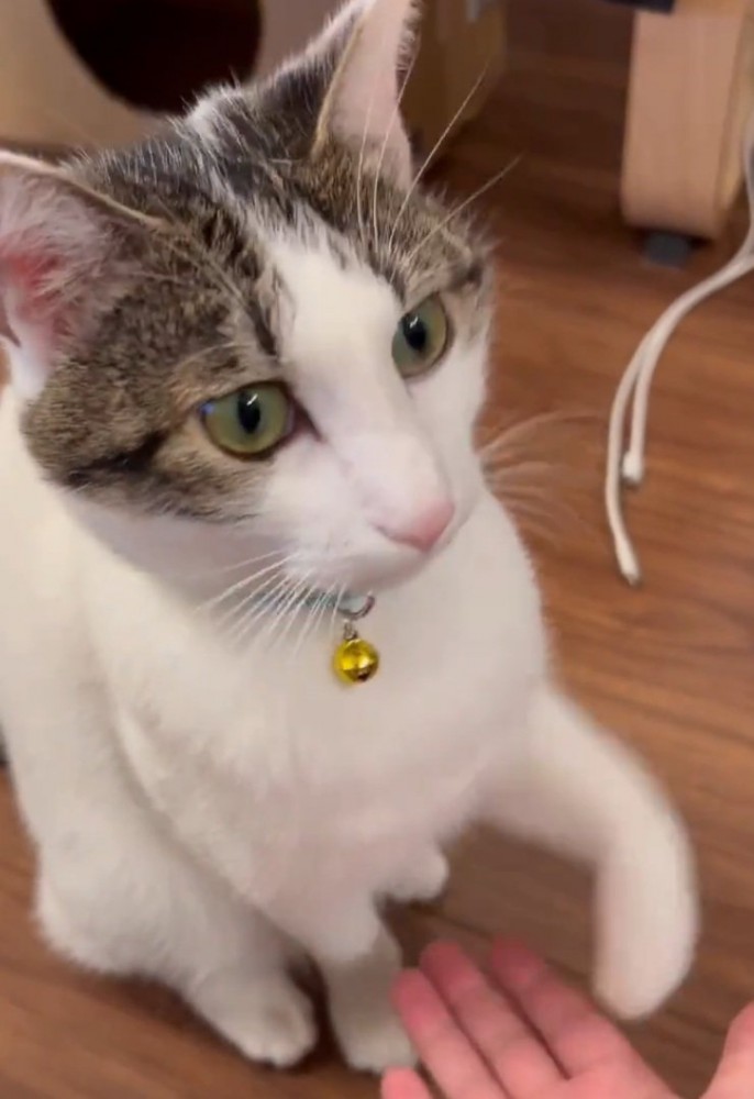 適当にお手をする猫