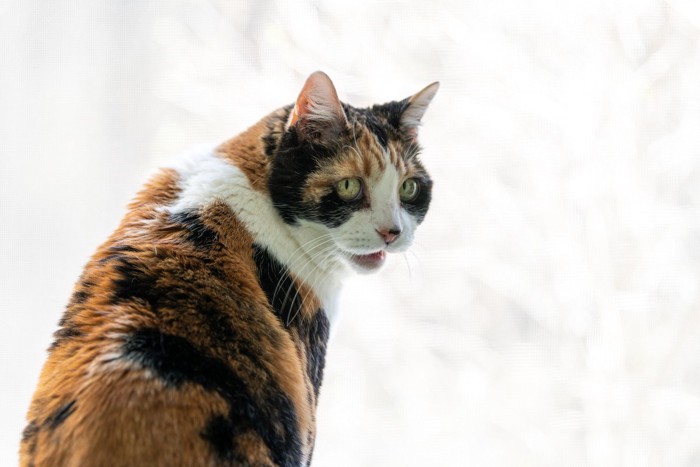 窓の外と室内の飼い主を交互に見る猫