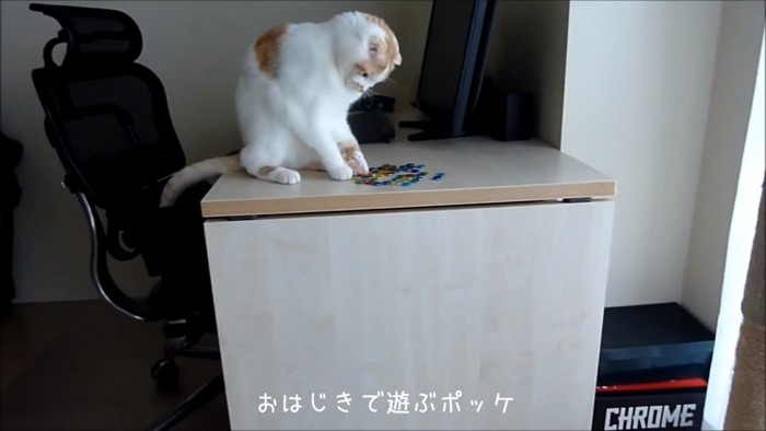 おはじきを見つめる猫