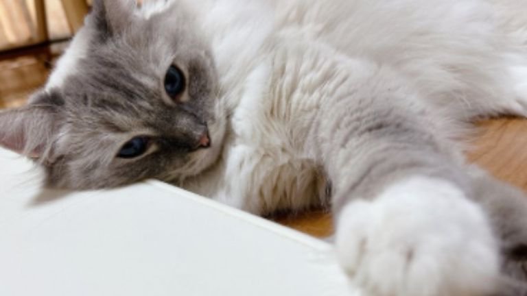 室内にいる猫