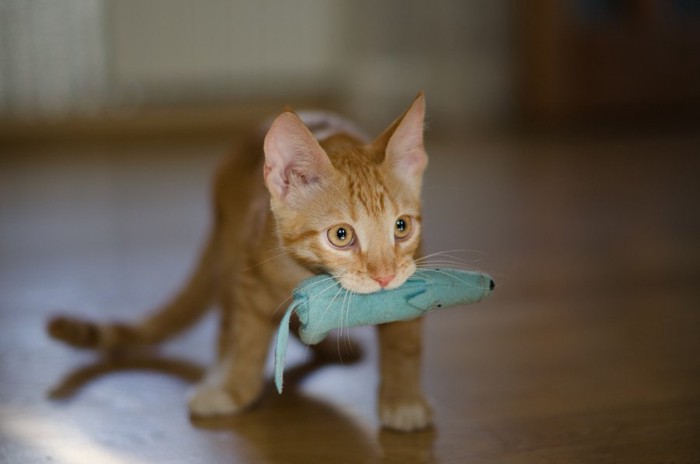 おもちゃを銜えた猫