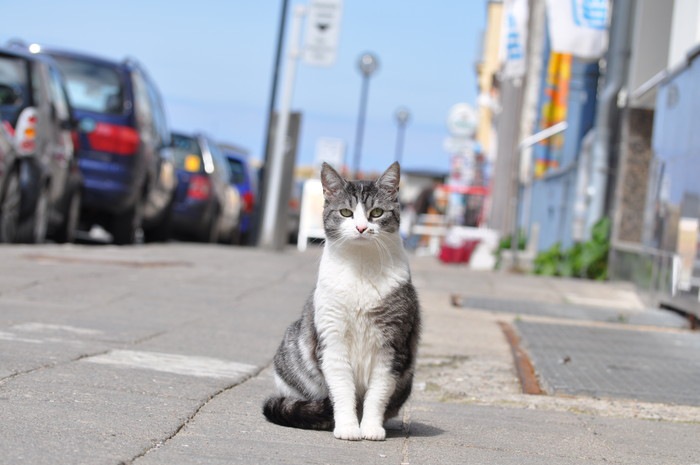 歩道の猫