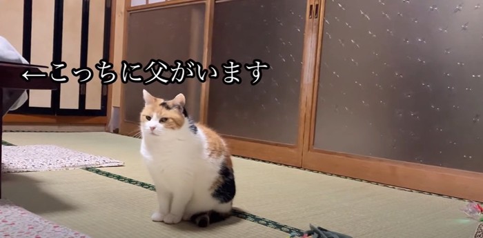 座って待つ猫