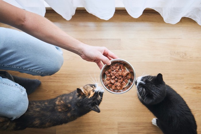 猫のご飯を持った人の手と2匹の猫